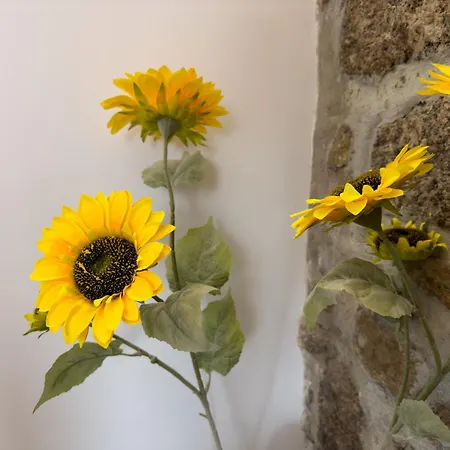 Casa Flores *